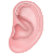 گوش، حلق و بینی